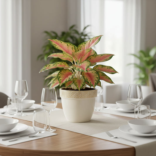 Aglaonema commutatum-_Red Valentine