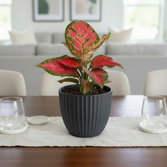 Aglaonema commutatum Red Valentine in a dark pot