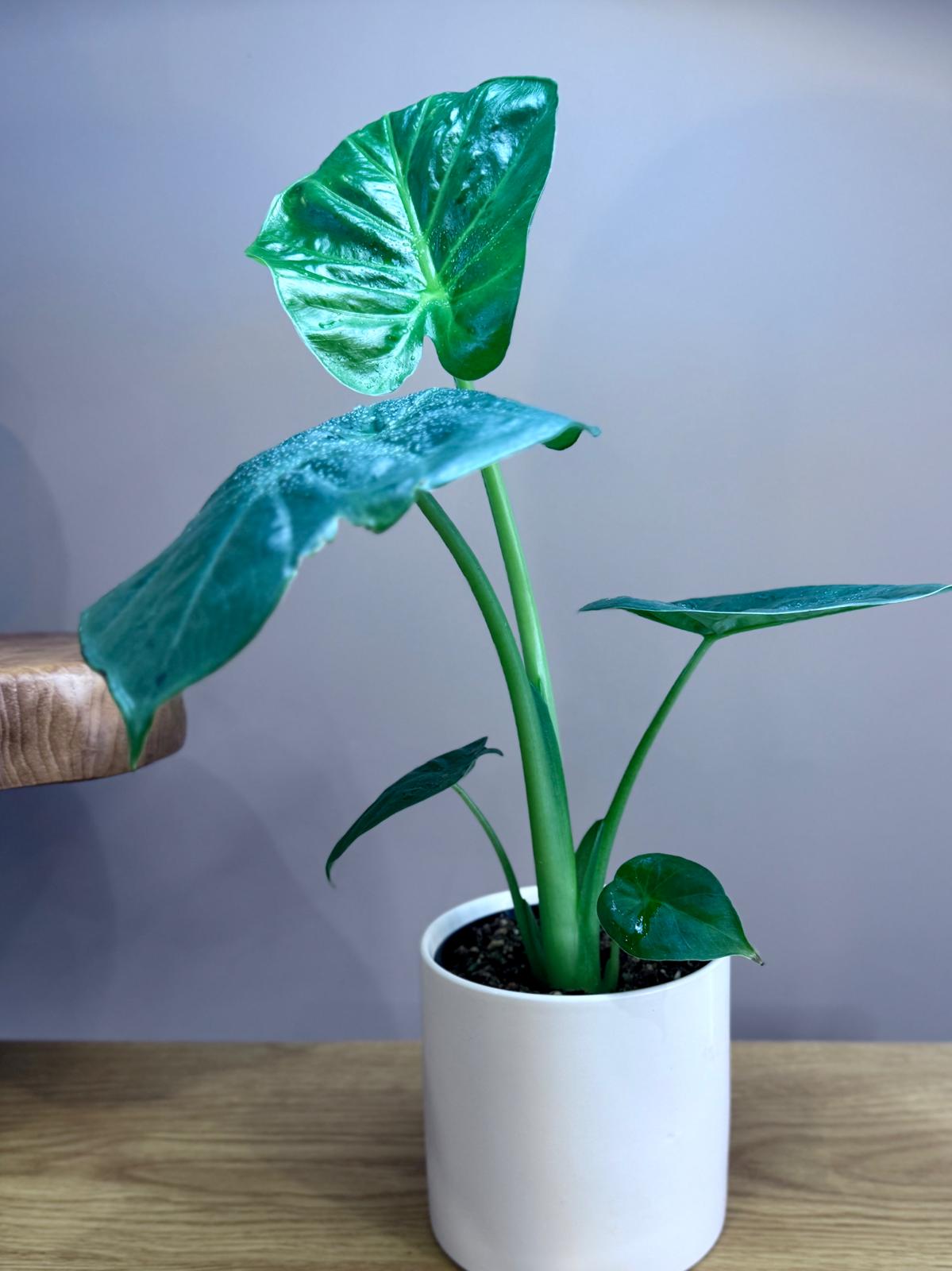 Alocasia 'Giant Elephant Ear' | Statement Indoor Plant