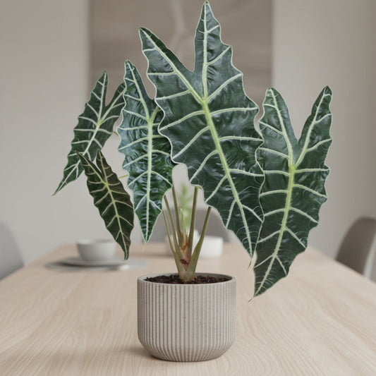 Alocasia x amazonica African Mask Plant plant with large green leaves on a white background