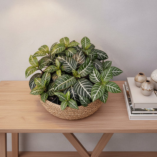 Aphelandra squarrosa Zebra Plant Close-up of a plant with green leaves and white stripes
