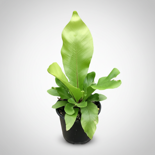 Green leafy Asplenium nidus 'Bird’s Nest Fern' plant in a pot.
