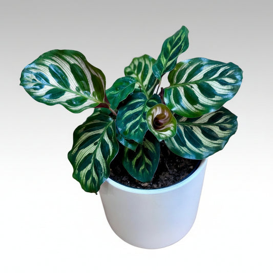 Potted Calathea makoyana Peacock Plant with green and white leaves on a wooden surface