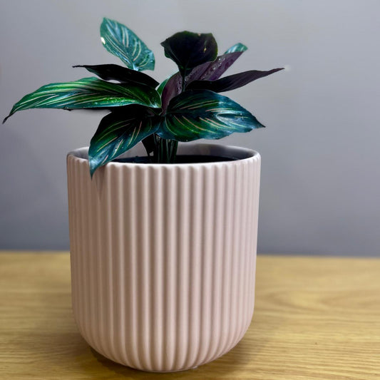 Potted Calathea ornata 'Beauty Star' plant in a ribbed ceramic pot on a wooden surface with a gray background