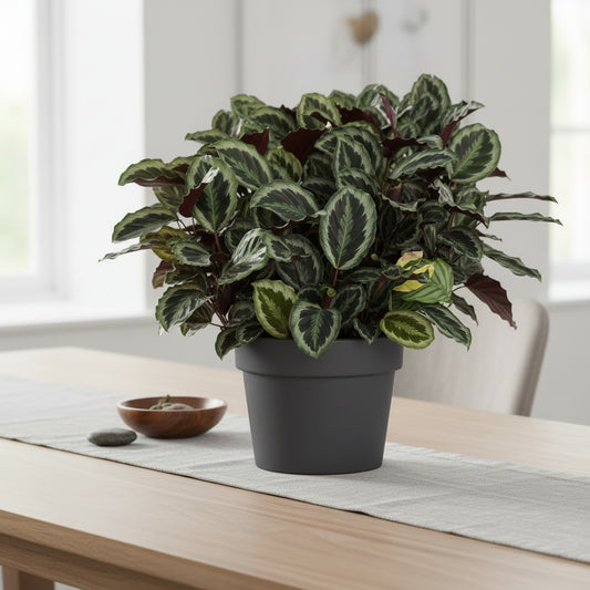 Calathearoseopicta Shine star