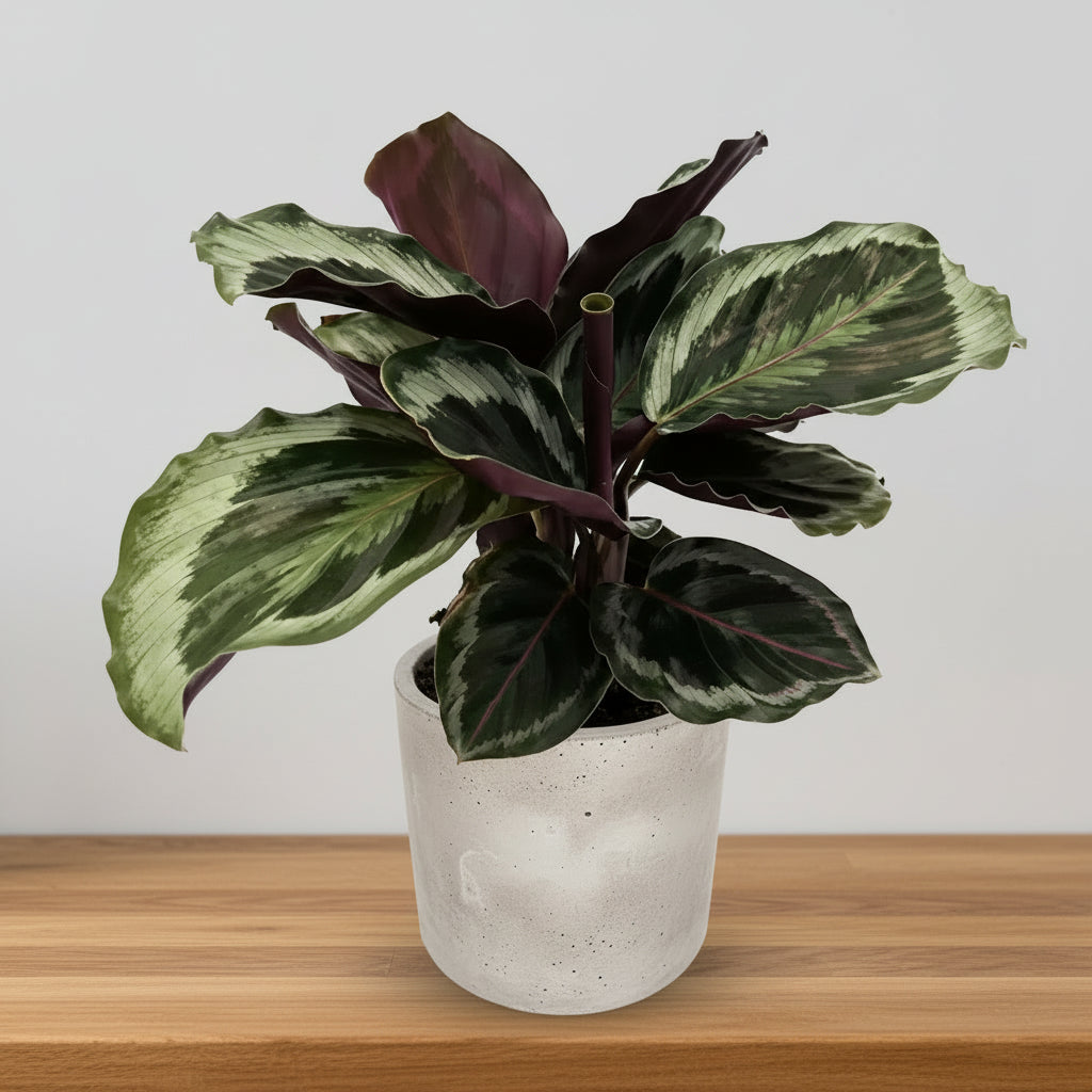 Shinestar Calathea | Pet-Safe Patterned Foliage Plant | Potted & Co.