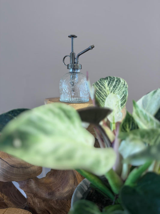 Glass water mister positioned behind green leaves in indirect light.