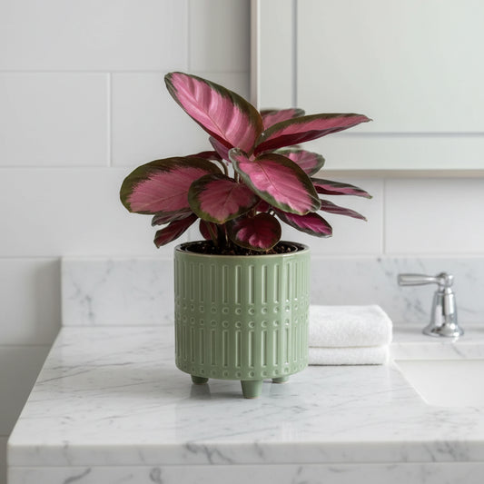 calathea rose opicta_Rose