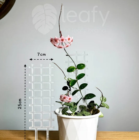 Potted plant with measurement details on a wooden surface and gray background