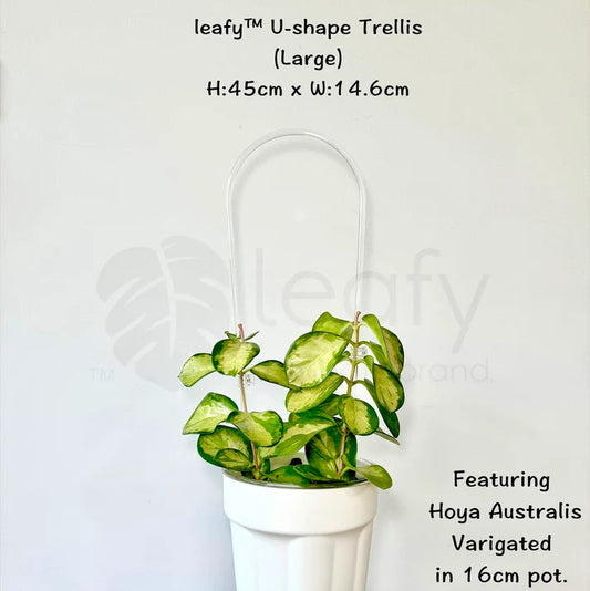 Potted plant with leafy U-shaped trellis on a white background