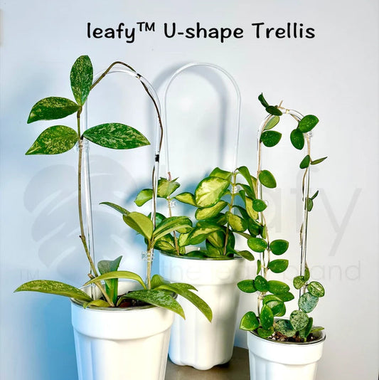 Three potted plants on a wooden stool with 'leafy™ U-shape Trellis' text above.