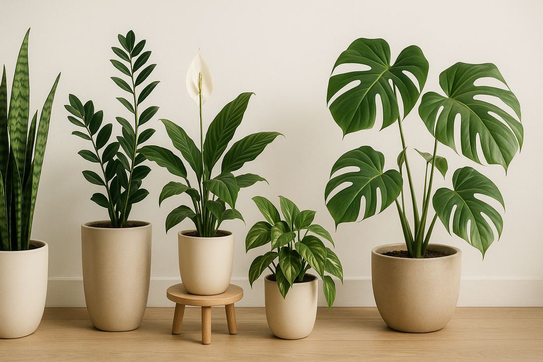 Plant Parenthood: Easiest Houseplants for Beginners