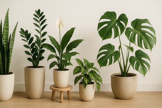 Plant Parenthood: Easiest Houseplants for Beginners