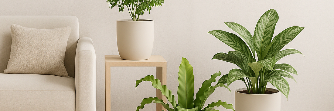 A modern minimalist living room scene featuring a beige sofa beside a timber side table with a potted indoor plant, accompanied by a Bird’s Nest Fern and an Aglaonema in neutral pots against a soft beige wall.