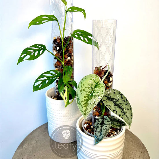 Two potted plants in white cylindrical containers on a gray surface with a light blue gradient background.