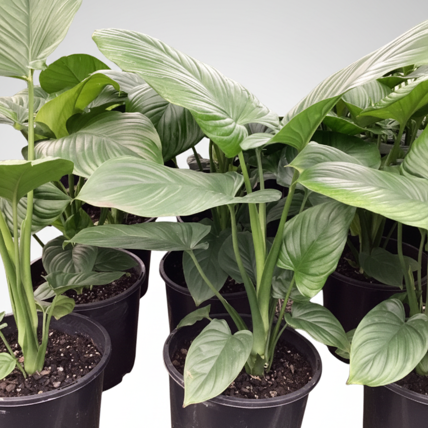 Homalomena rubescens - 'Emerald Gem'