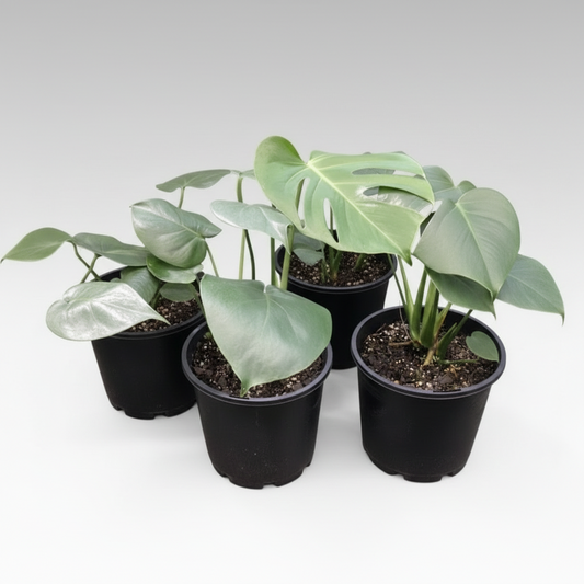 Monstera deliciosa - 'Swiss Cheese Plant'