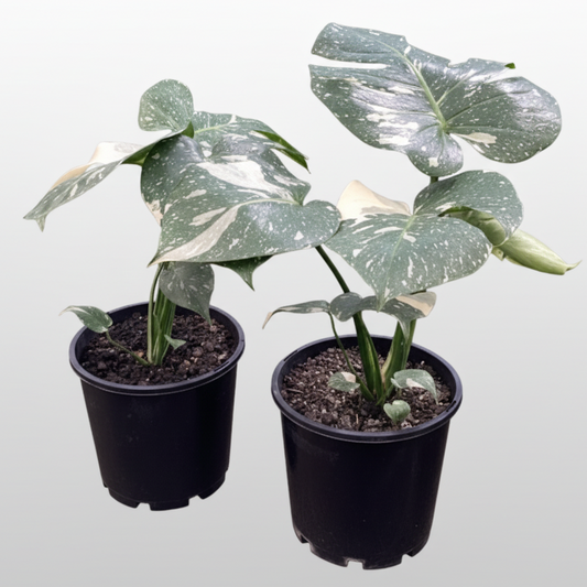 Monstera deliciosa - 'Thai Constellation'