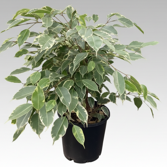 Ficus benjamina - 'Variegata Weeping Fig'