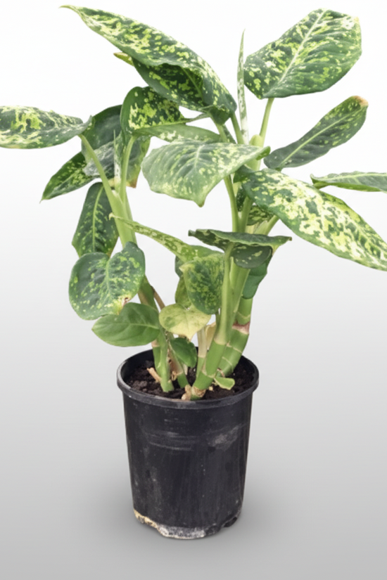 Dieffenbachia seguine - 'Reflector'
