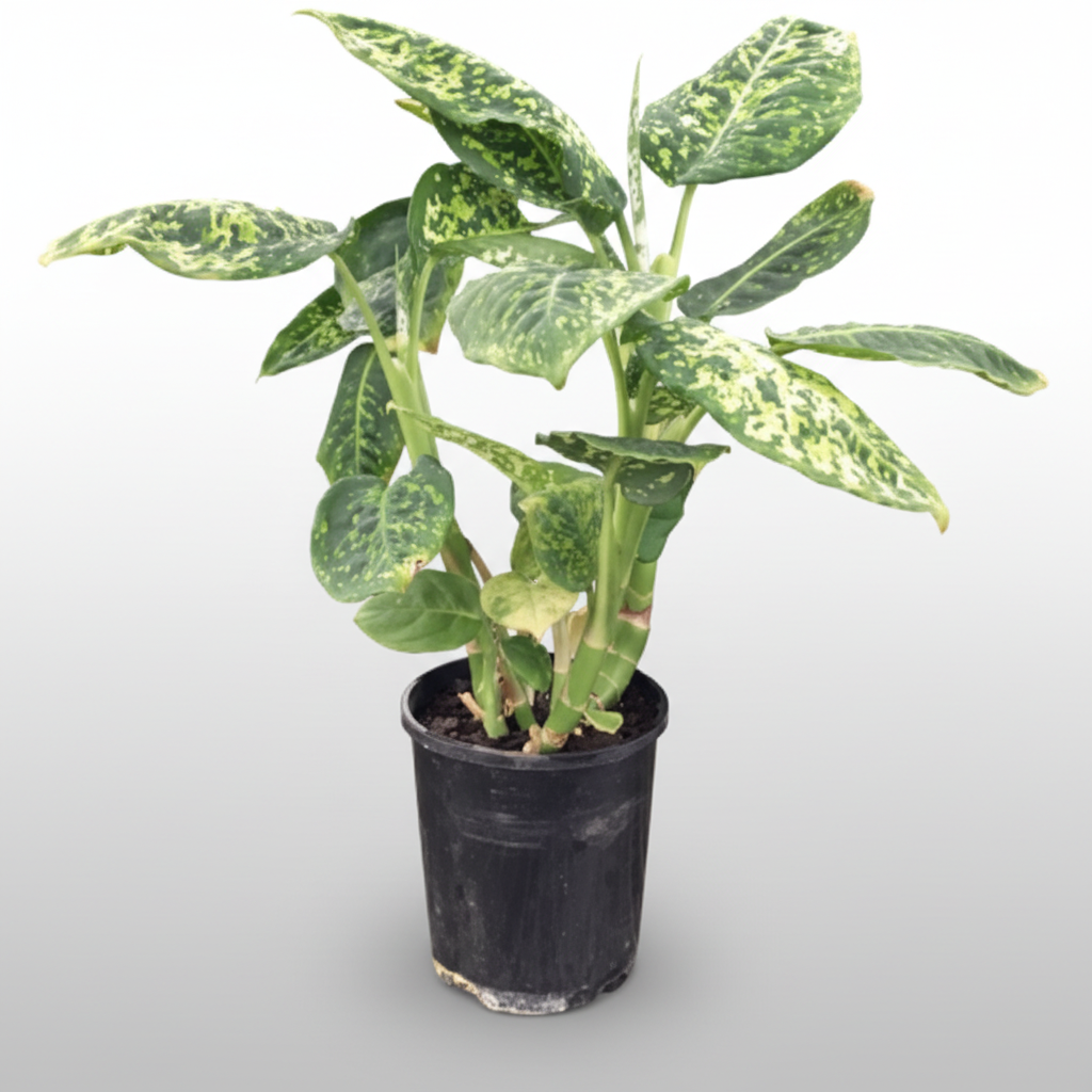 Dieffenbachia seguine - 'Reflector'