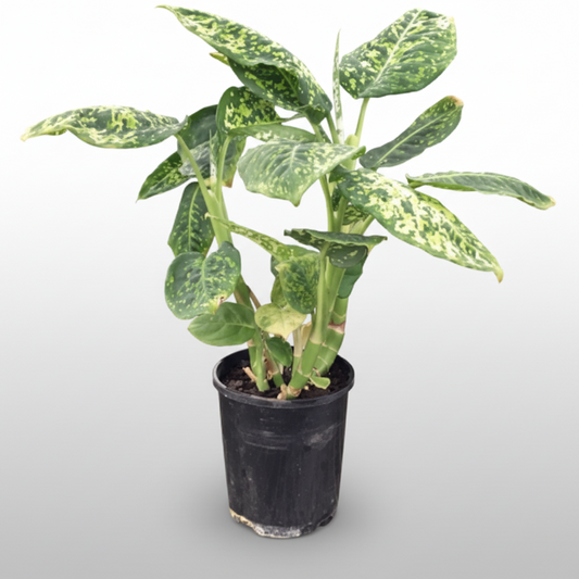 Dieffenbachia seguine - 'Reflector'