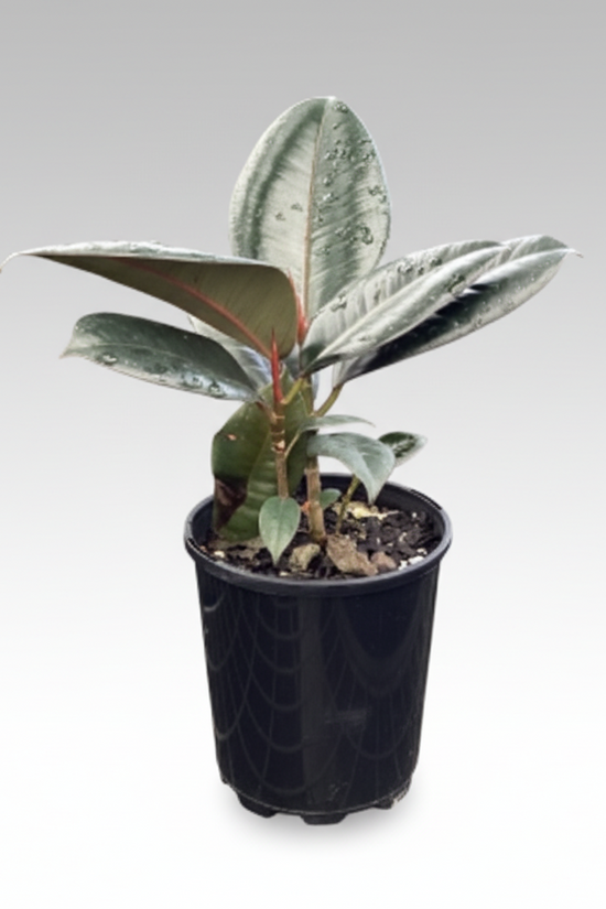 Ficus elastica - 'Burgundy'
