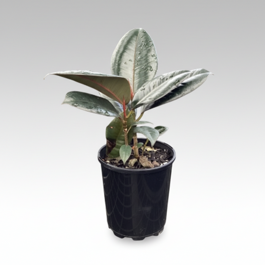 Ficus elastica - 'Burgundy'