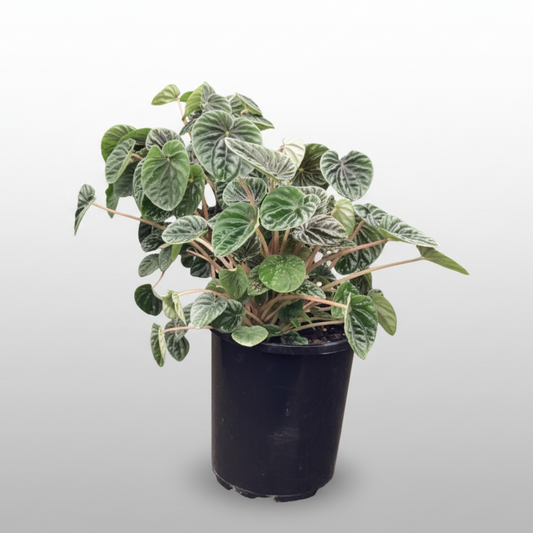 Peperomia caperata - 'Lilian'