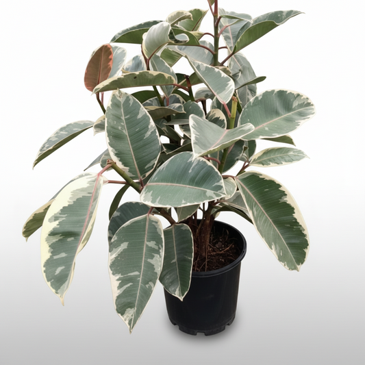 Ficus elastica - 'Tineke'