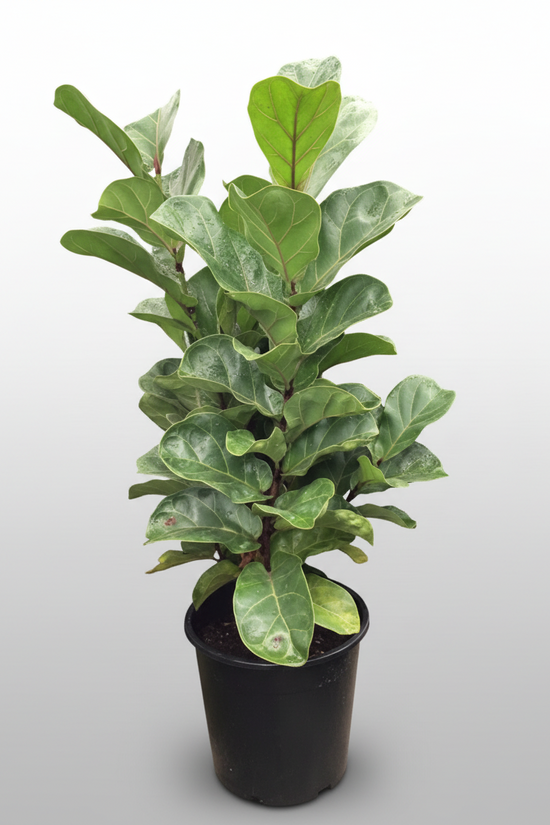 Ficus lyrata - 'Bambino Fiddle Leaf'