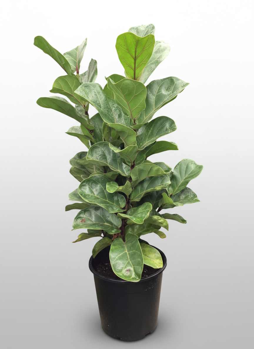 Ficus lyrata - 'Bambino Fiddle Leaf'