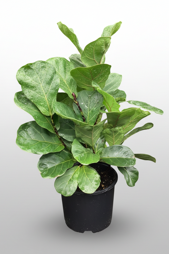 Ficus lyrata - 'Bambino Fiddle Leaf'