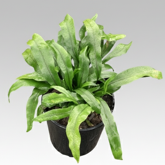 Microsorum diversifolium - 'Kangaroo Fern'