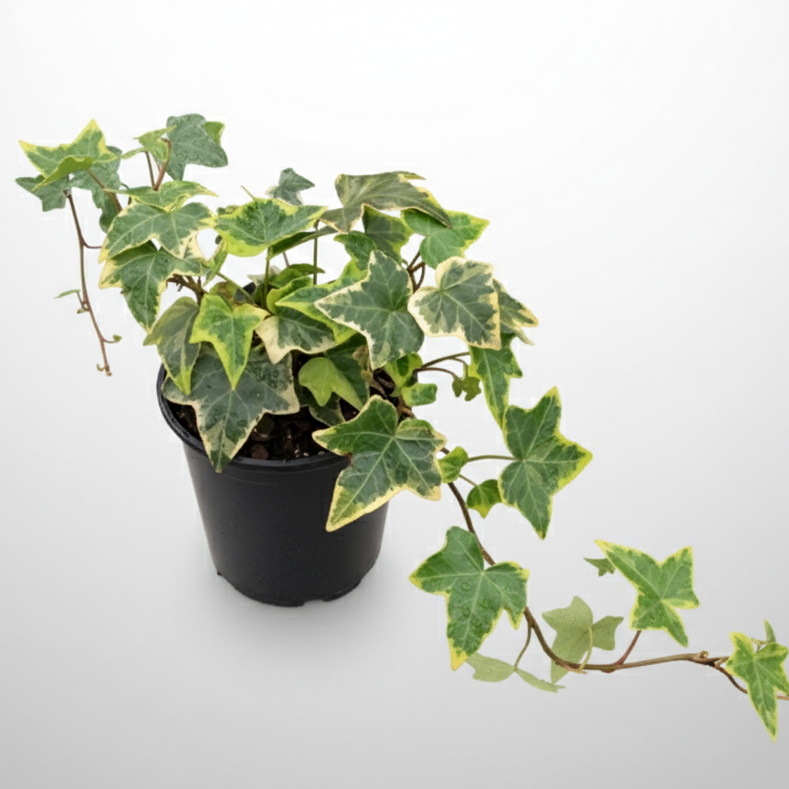 Hedera helix - 'Cascade Gold Ivy'