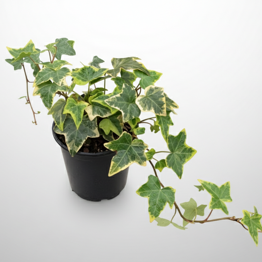 Hedera helix - 'Cascade Gold Ivy'