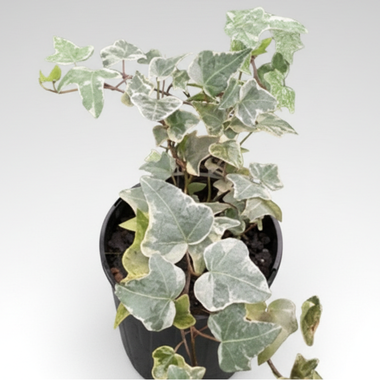 Hedera helix - 'Cascade White Ivy'