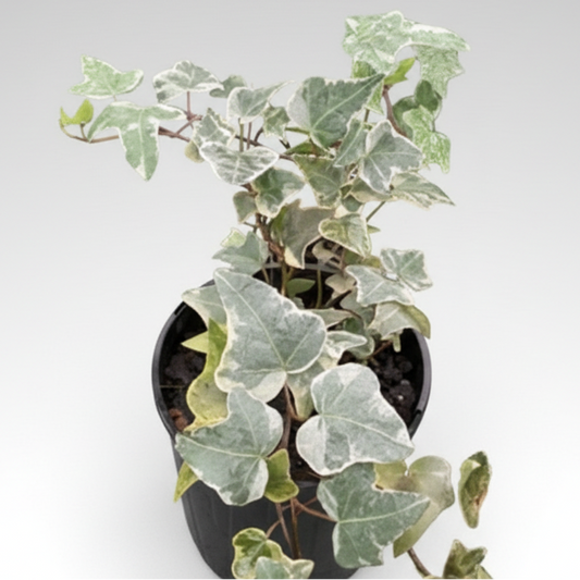 Hedera helix - 'Cascade White Ivy'