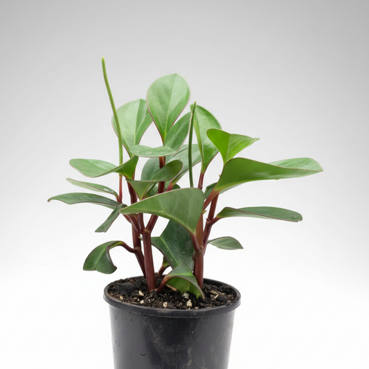 Peperomia clusiifolia - 'Red Edge'