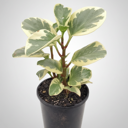 Peperomia obtusifolia - 'Alba Variegata'