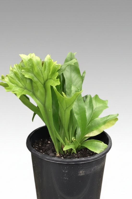 Microsorum punctatum - 'Green Flame Fern'