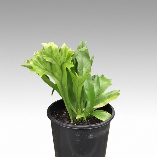 Microsorum punctatum - 'Green Flame Fern'