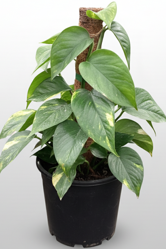 Epipremnum aureum - 'Devil's Ivy'