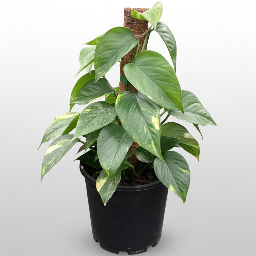 Epipremnum aureum - 'Devil's Ivy'