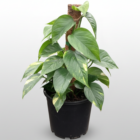Epipremnum aureum - 'Devil's Ivy'