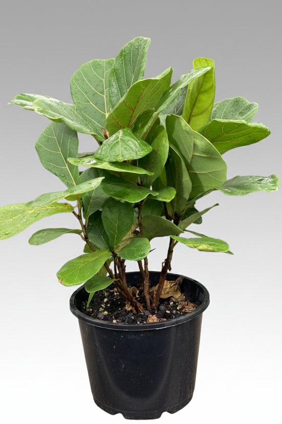Ficus lyrata - 'Fiddle Leaf Fig'