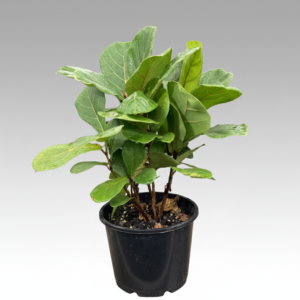 Ficus lyrata - 'Fiddle Leaf Fig'