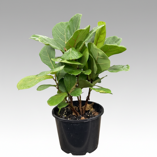Ficus lyrata - 'Fiddle Leaf Fig'