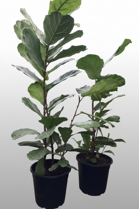 Ficus lyrata - 'Fiddle Leaf Fig'