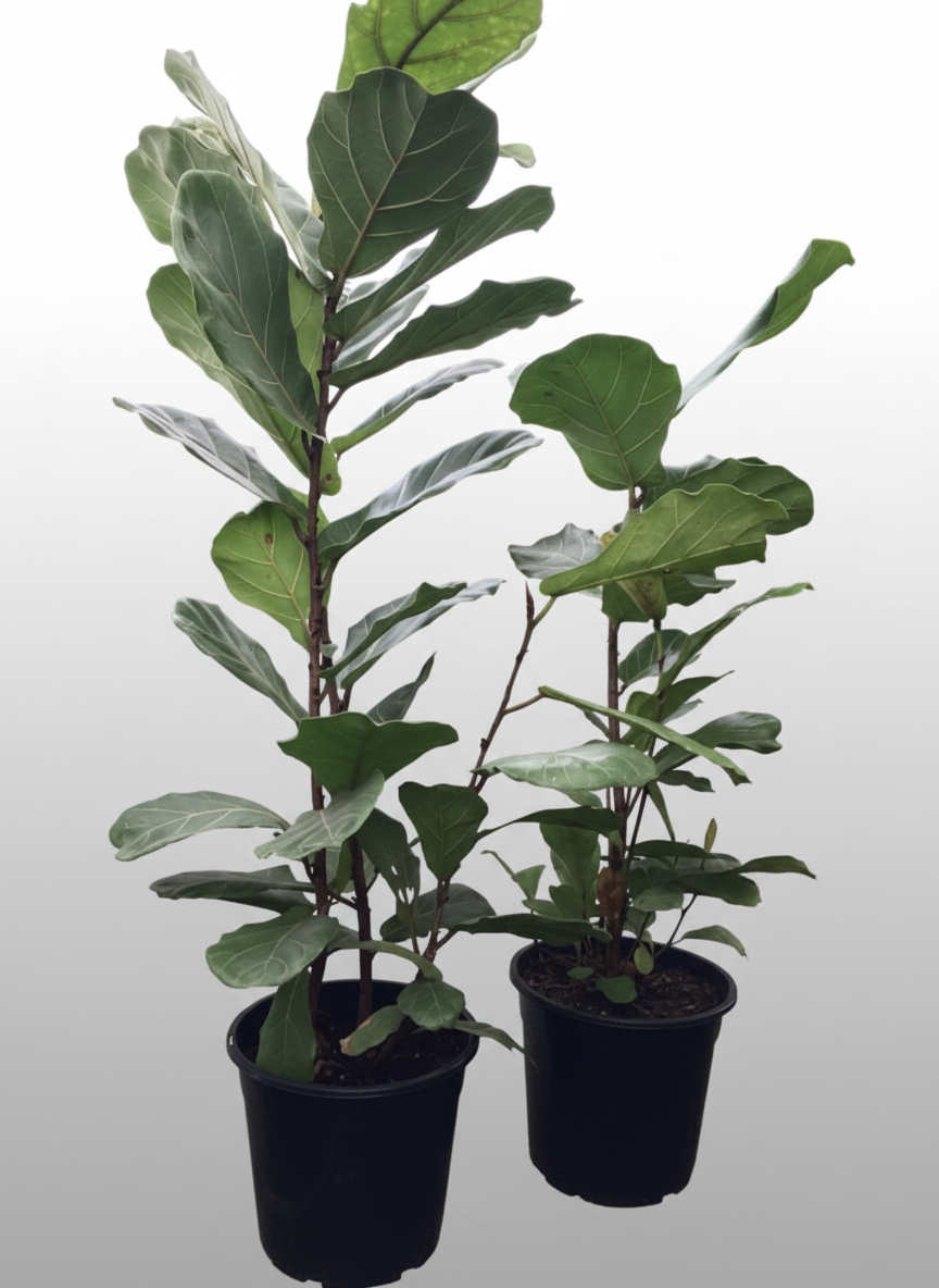 Ficus lyrata - 'Fiddle Leaf Fig'